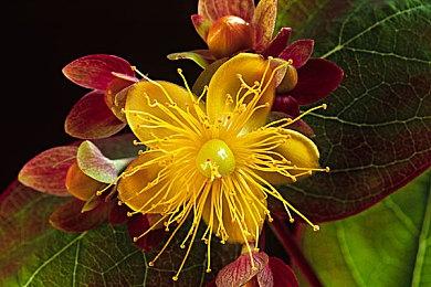 回合制RPG《星之海》追加Xbox版本